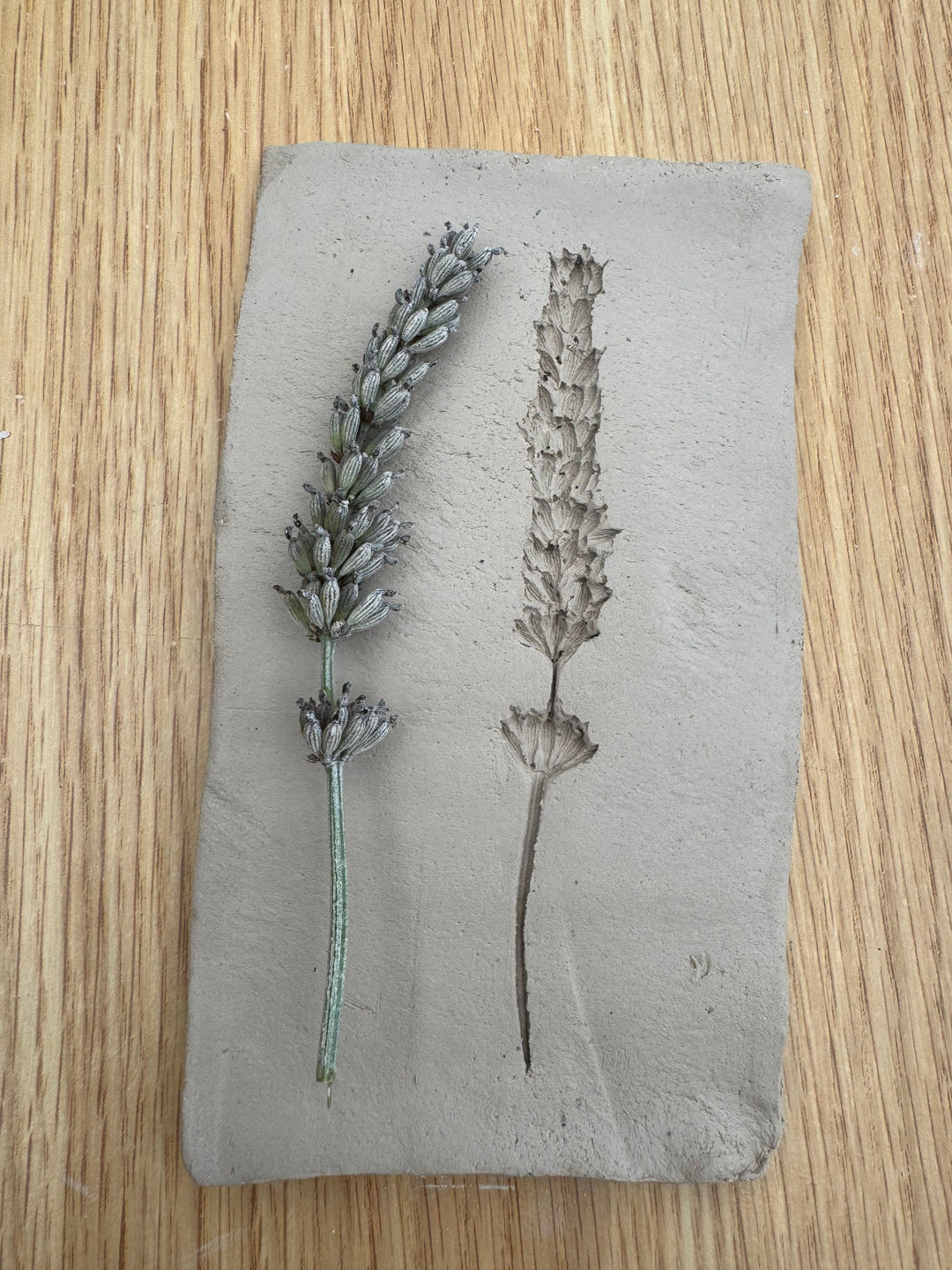 🌱 We all leave an impression on the world during our lifetime.